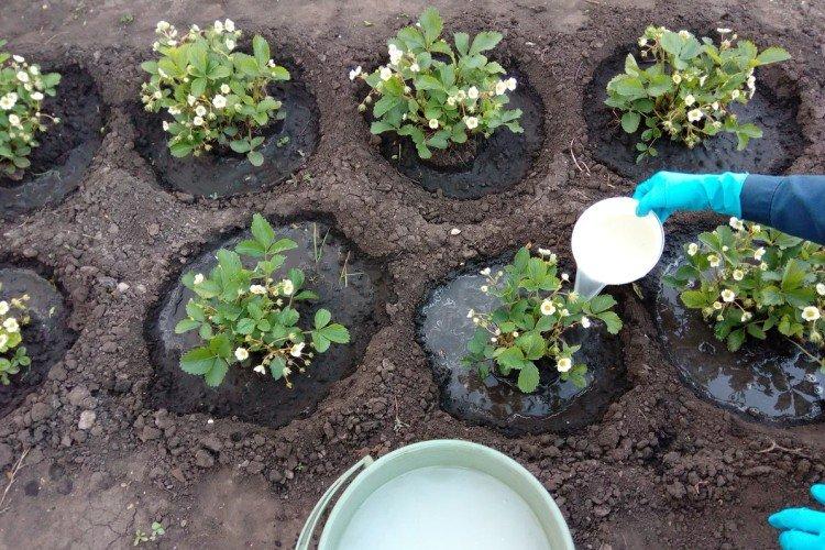 Nourrir les fraises avec du lait aigre