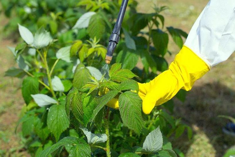 Ai-je besoin de nourriture et ce qui manque - Comment nourrir les framboises au printemps
