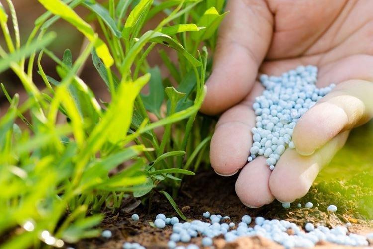 Engrais minéraux - Comment nourrir les framboises au printemps