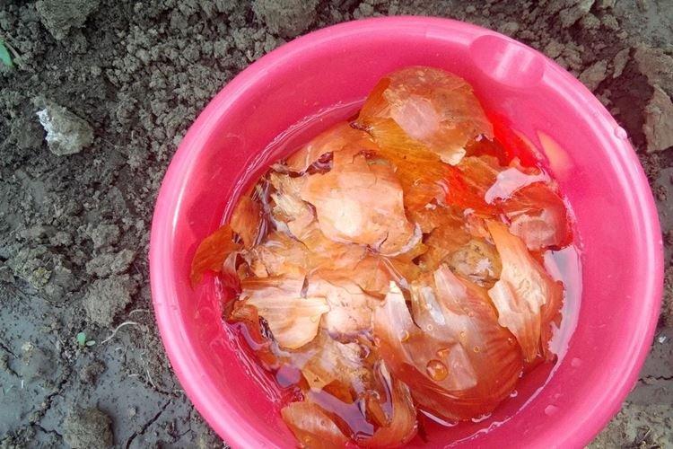 Top dressing pelure d'oignon - Comment nourrir les framboises au printemps