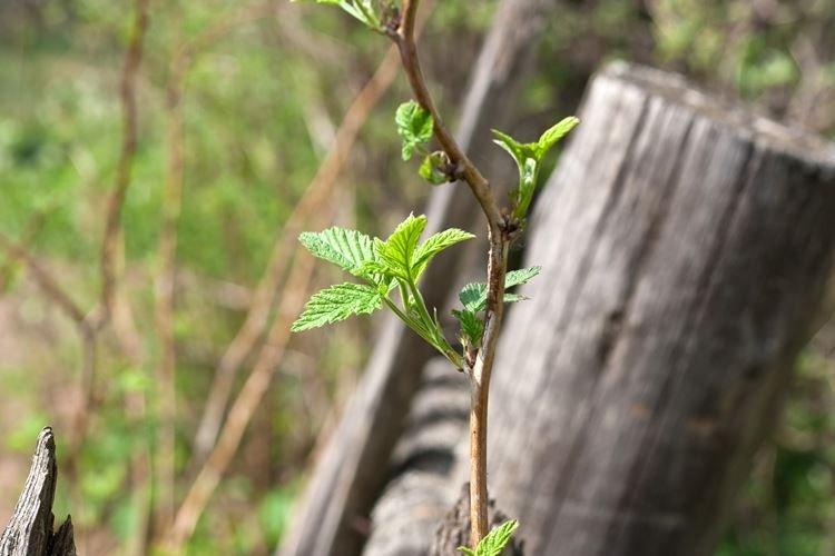 Avant la formation des bourgeons - Comment nourrir les framboises au printemps pour une bonne récolte