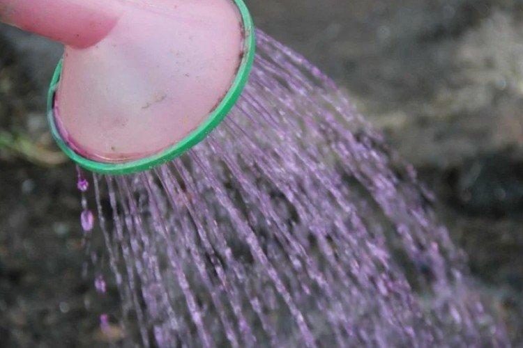 Top dressing de pivoines avec du permanganate de potassium