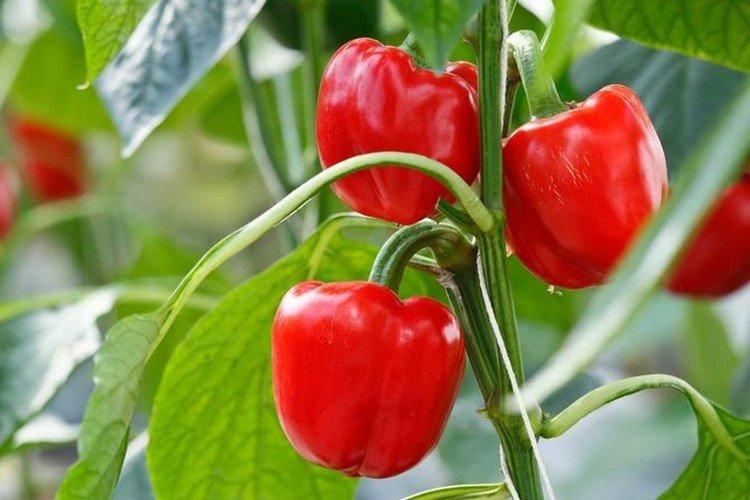 Comment nourrir les plants de poivron après la germination