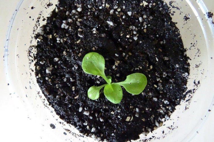 Le meilleur moment pour nourrir les semis de pétunia