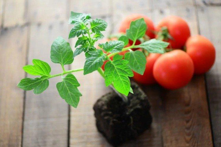Ai-je besoin de nourriture et ce qui manque - Comment nourrir les plants de tomates