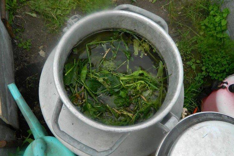 Top dressing de tomates à l'infusion d'ortie