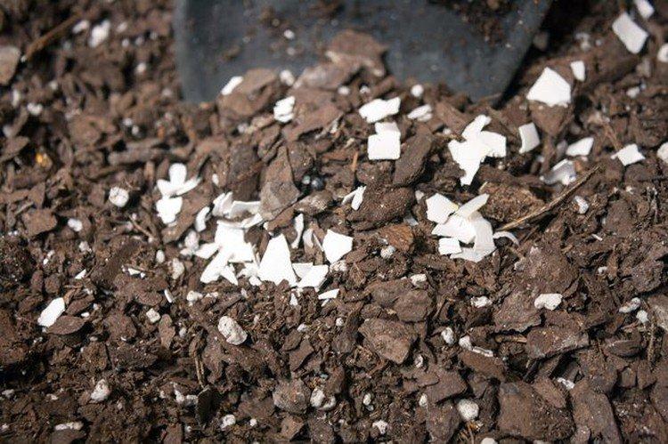 Alimentation en coquille d'œuf de tomates