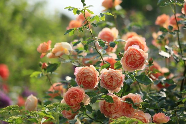 Comment et comment nourrir les roses au printemps