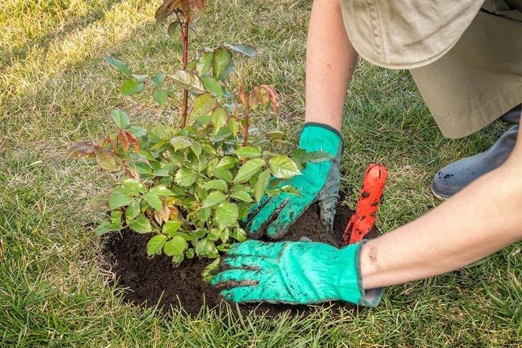 Ai-je besoin de nourriture et ce qui manque - Comment nourrir les roses au printemps