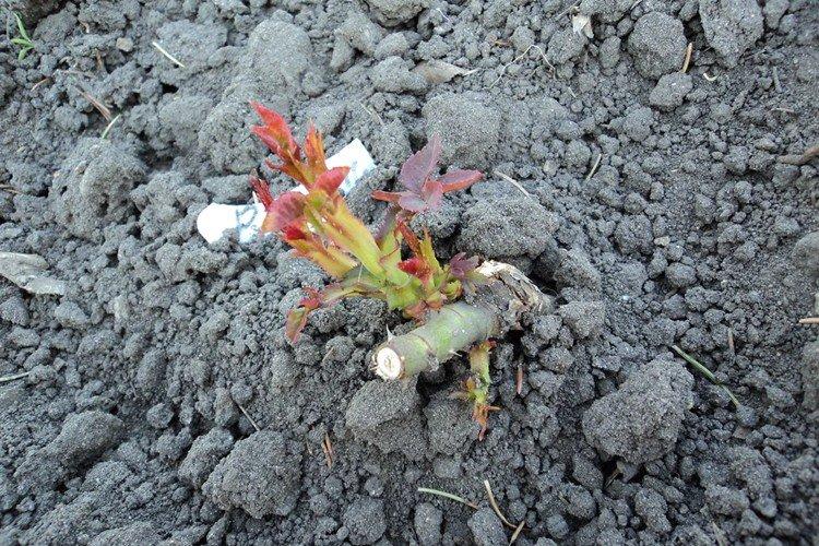 Comment nourrir les roses au début du printemps pour une floraison luxuriante