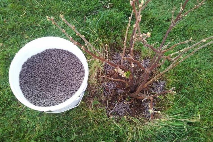 Le meilleur moment pour nourrir les groseilles