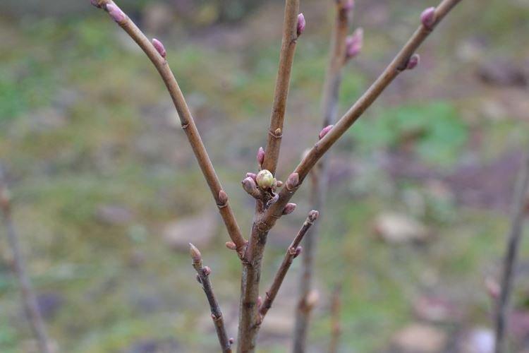 Comment nourrir les groseilles avant la formation des reins