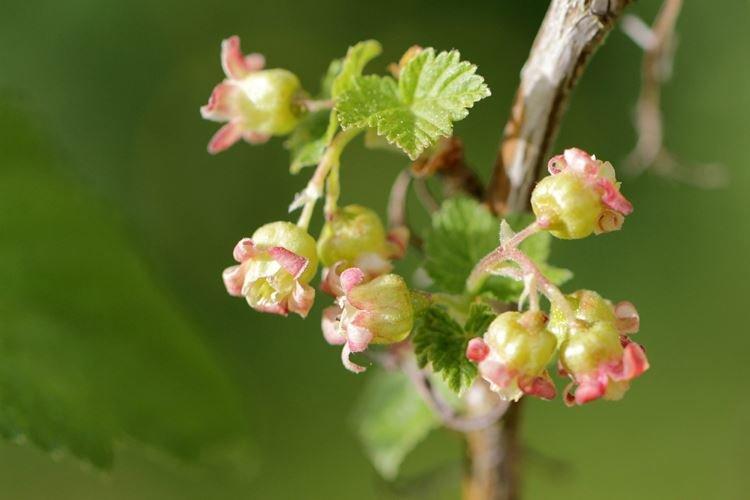 Comment nourrir les groseilles pendant la floraison