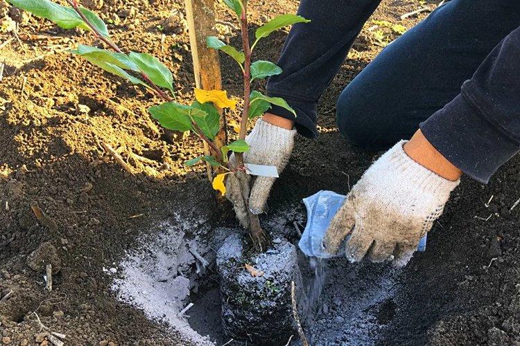 Ash - Comment nourrir un pommier au printemps