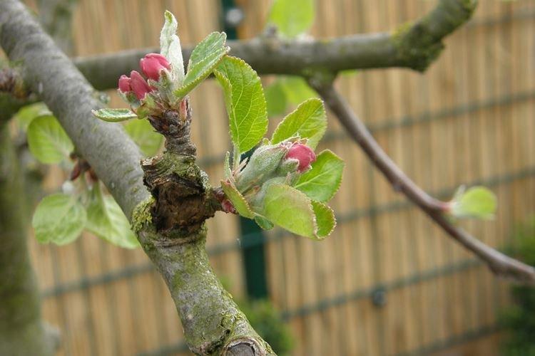 Avec les premières feuilles - Comment nourrir un pommier au printemps pour une bonne récolte