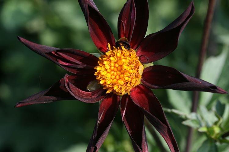 Dahlia Veronnes Obsidian - Fleurs noires, plantes à fleurs et feuilles foncées