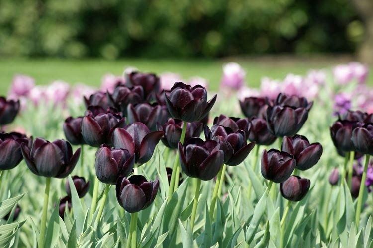 Tulipe - Fleurs noires, plantes à fleurs et feuilles foncées