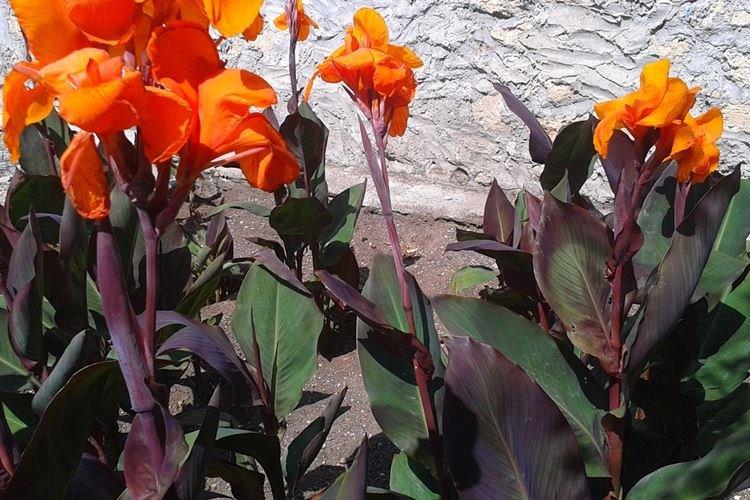 Canna Wyoming - Fleurs noires, plantes à fleurs et feuilles foncées