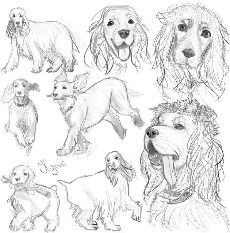 Animaux de compagnie - Que pouvez-vous dessiner quand vous vous ennuyez