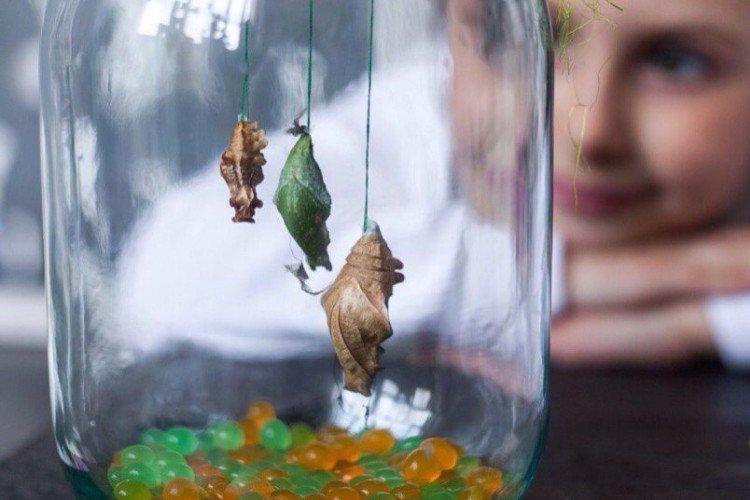 Ferme aux papillons - Que donner à une fille pendant 5 ans