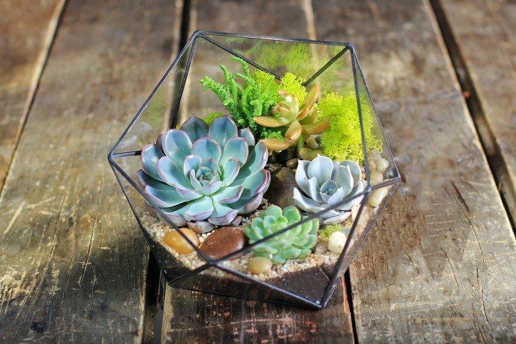 Plante succulente dans le florarium - Quoi offrir à papa pour son anniversaire
