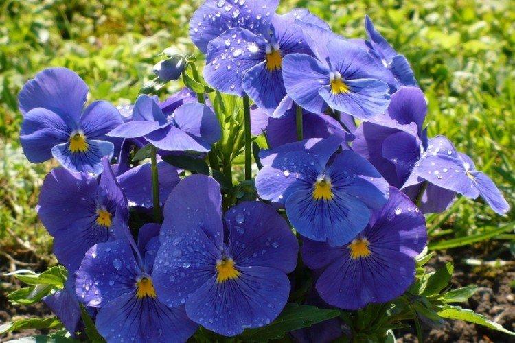 Violettes - Que planter le long de la clôture