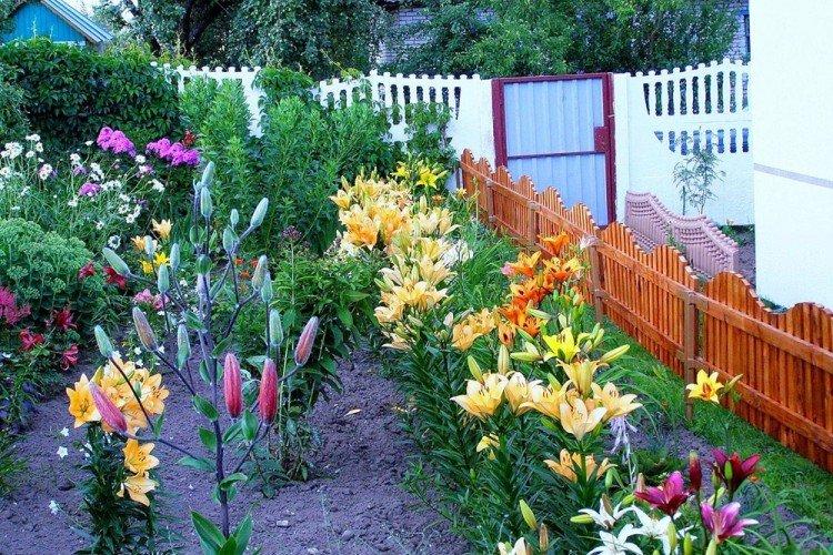 Lily - Que planter le long de la clôture