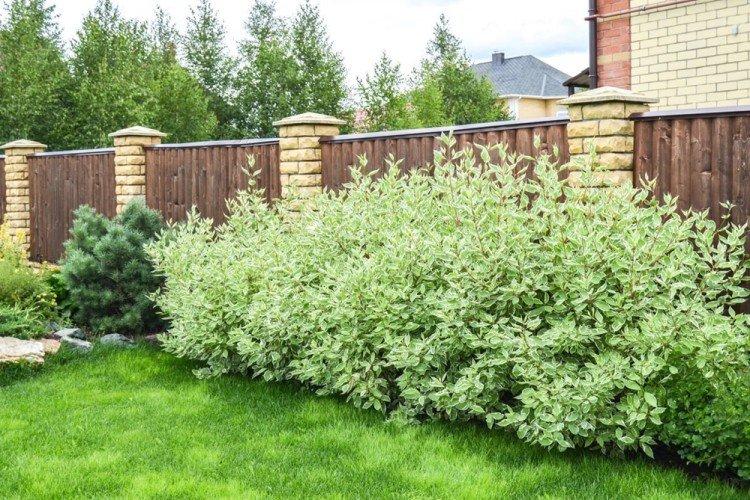 Derain - Que planter le long de la clôture