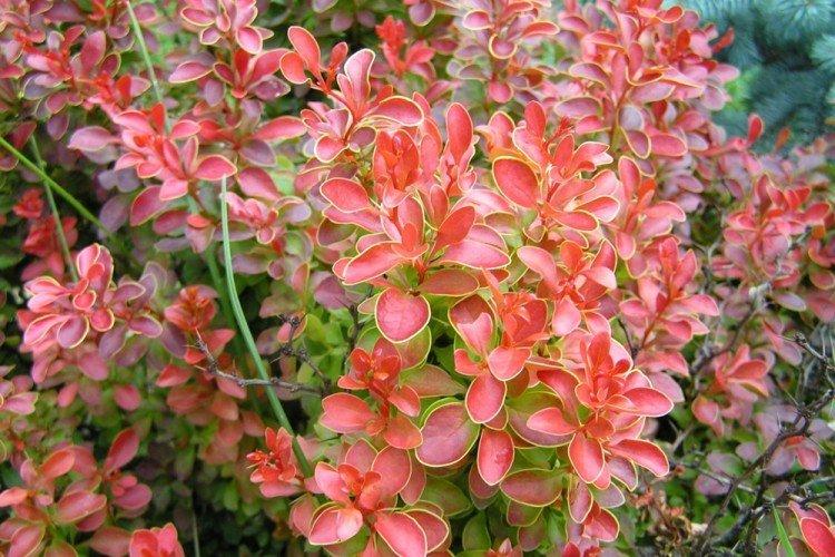 Épine-vinette Thunberg - Que planter le long de la clôture