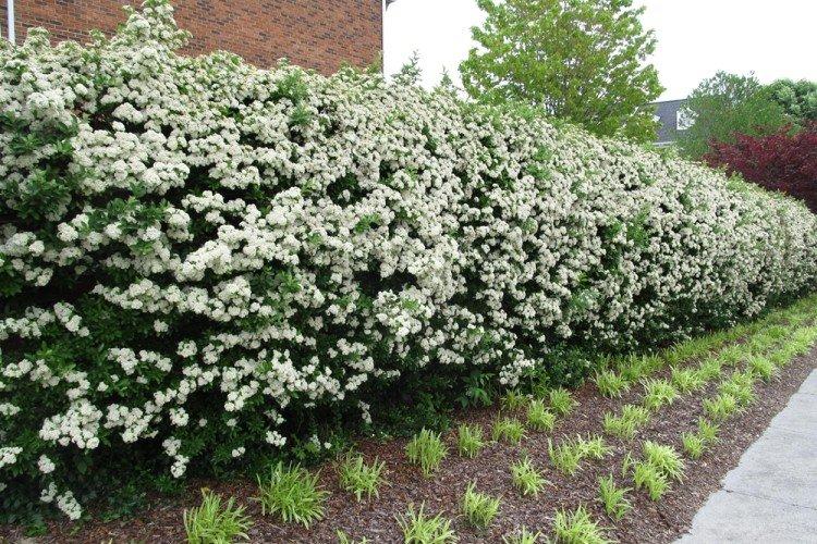 Chubushnik - Que planter le long de la clôture