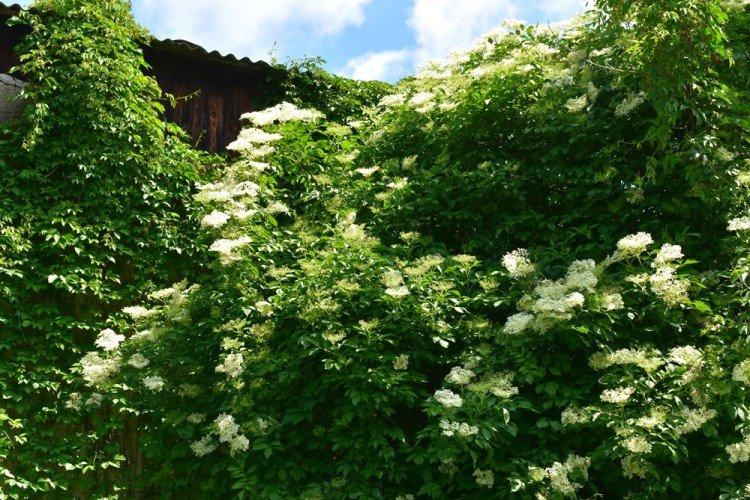 Sureau - Que planter le long de la clôture