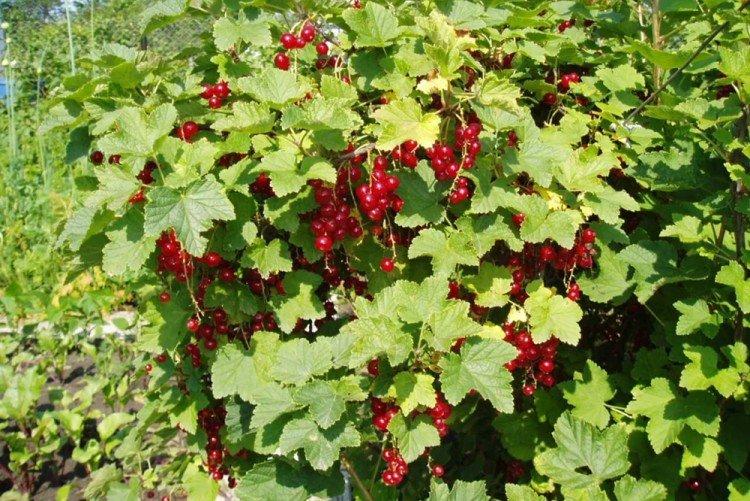 Groseille - Que planter le long de la clôture