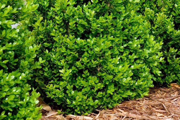 Buis - Que planter le long de la clôture