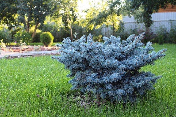 Épinette bleue - Que planter le long de la clôture