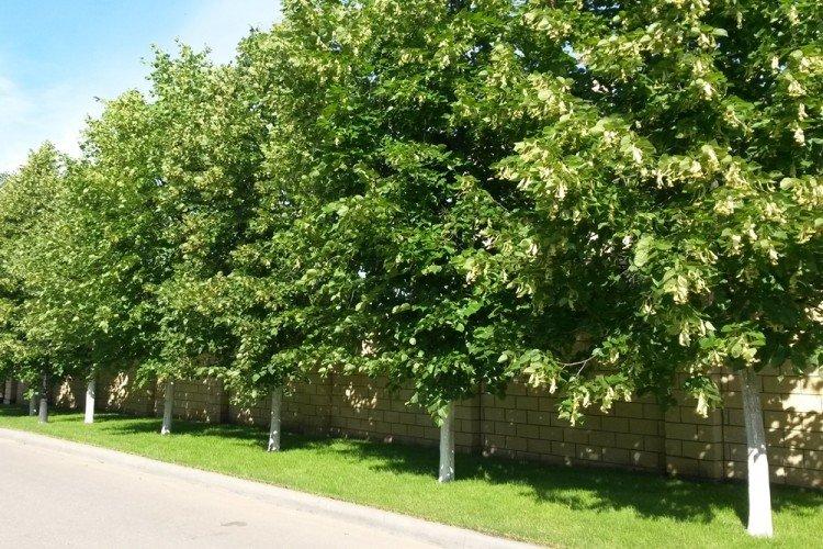 Tilleul - Que planter le long de la clôture