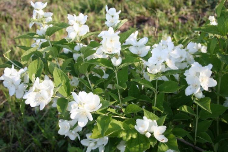 Chubushnik à grandes fleurs - Types de chubushnik