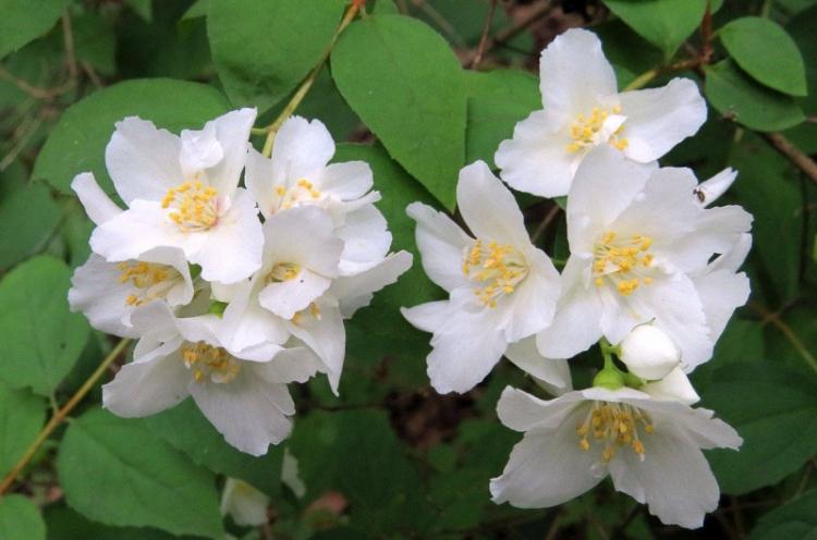 Chubushnik Lemoine - Types de chubushnik