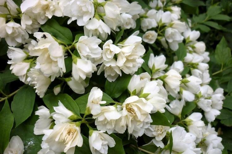 Température - Soins Chubushnik