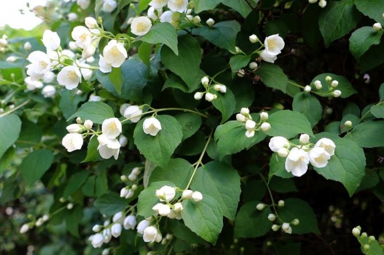 Éclairage - Soins Chubushnik