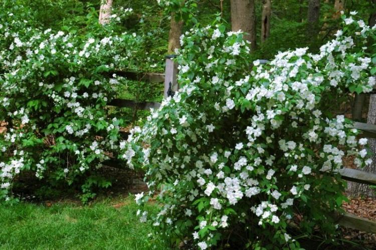 Éclairage - Soins Chubushnik