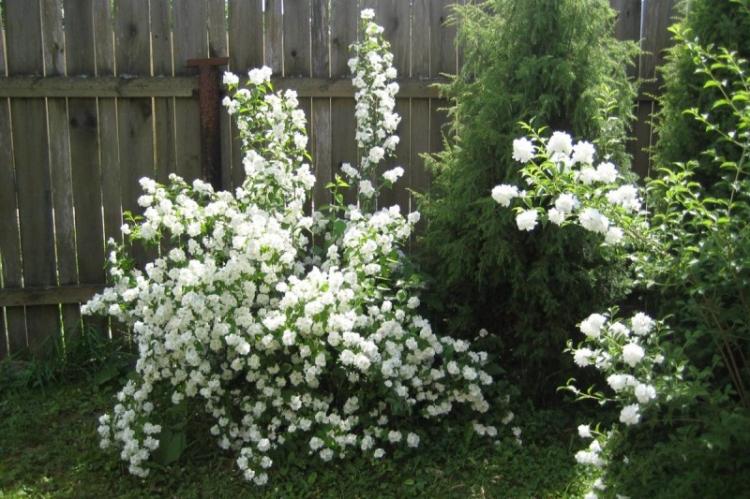 Plantation et reproduction - Chubushnik