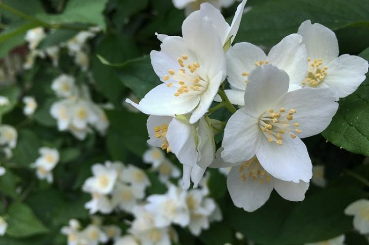 Plantation et reproduction - Chubushnik