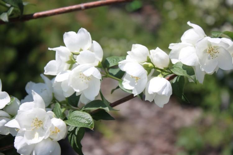 Lutte contre les parasites et les maladies - Chubushnik