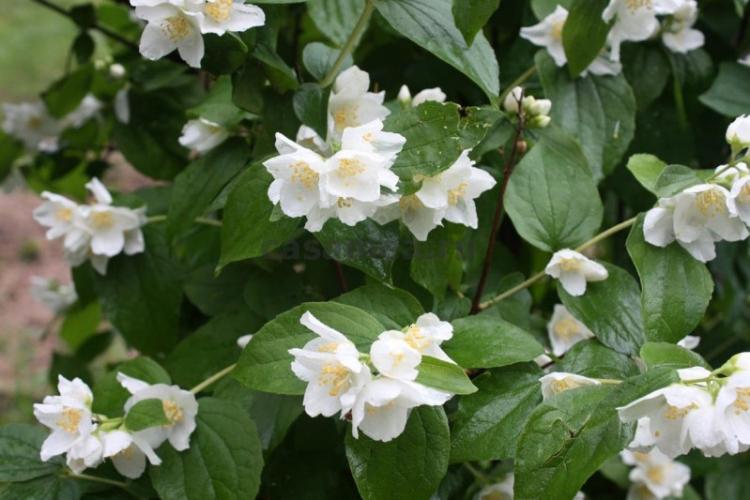 Lutte contre les parasites et les maladies - Chubushnik