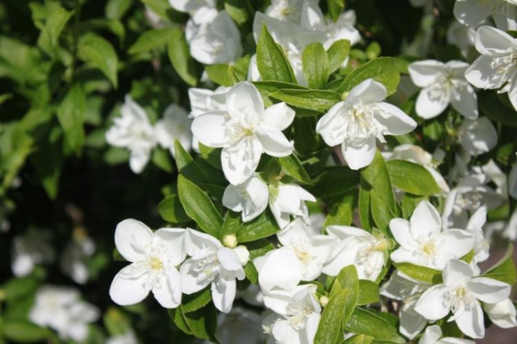 Tchobouchnik - photo