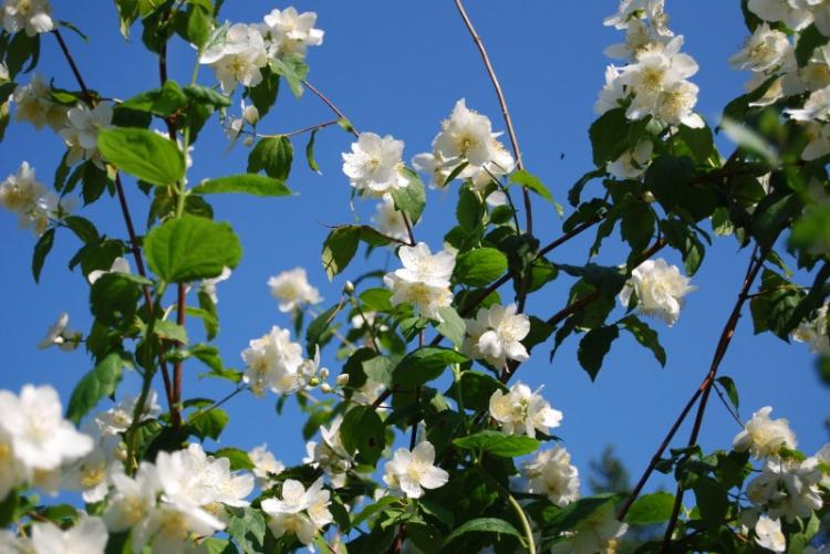 Tchobouchnik - photo