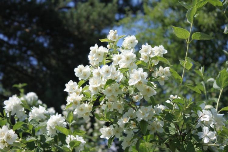 Tchobouchnik - photo