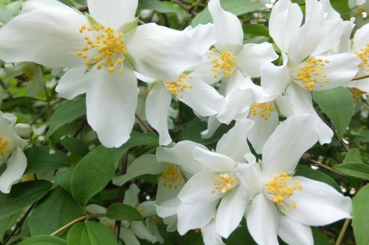 Tchobouchnik - photo