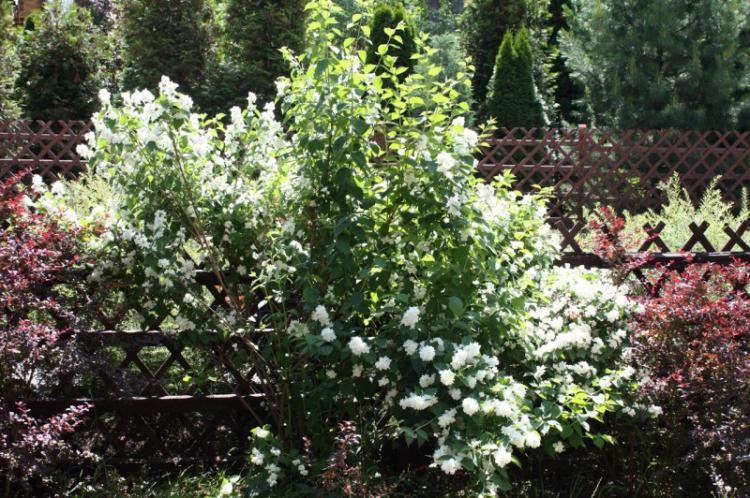 Tchobouchnik - photo