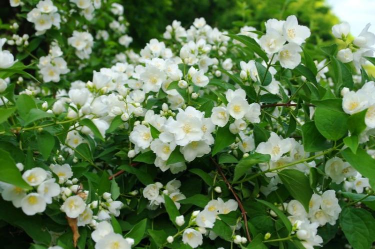 Tchobouchnik - photo